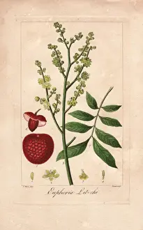 Drucke von Zitrusbaum Lychee , Litchi chinensis Pancrace Bessa Drucke: Zitronenbaum, Litchi chinensis