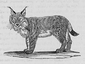 Feline Wildlife Art Drucke: Lynx (Bewick)