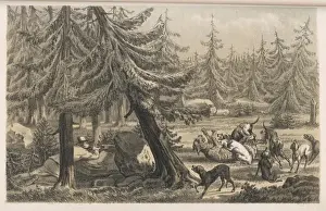 Luchs und Hunde