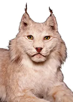 Drucke von Gestümmeltes Exemplar aus der Sammlung des Naturhistorischen Museums in Tring, Teil des Naturhistorischen Museums in London Verwandte Bilder Drucke: Einfußling Lynxbauart