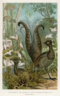 Drucke von (Menura superba oder Menura novaehollandiae ) Wenn es darum geht sich zu präsentieren ,haben die Australier am besten dahinter Superba Drucke: LYREBIRD