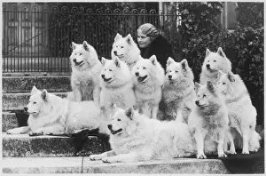 Classic Pet Photography Drucke: M Keyte Perry and Samoyeds