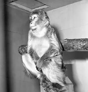 Macaque Monkey Drucke: Macaque