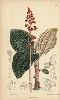 Curtis Botanical Magazine Prints Drucke: Macodes javanica, native of Java, Indonesia
