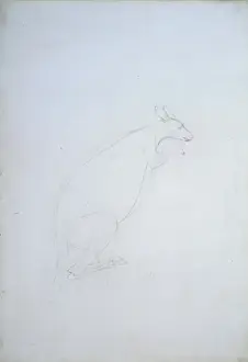 Macropus sp. kangaroo