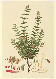 Ferdinand Bauer Artwork Drucke: Macrotropis formosa