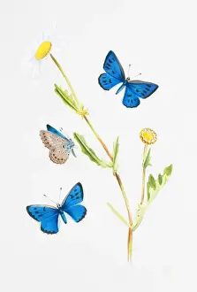Large Blue Butterfly Drucke: Maculinea arion, large blue