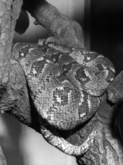 Madagaskarische Boa