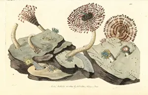 The Naturalists Miscellany 1800 Drucke: Magnificent feather duster worm, Sabellastarte magnifica