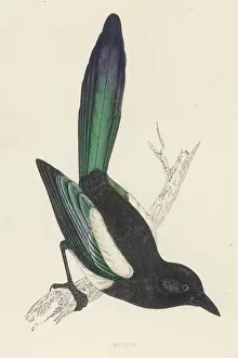 Murmeltier (Morris)