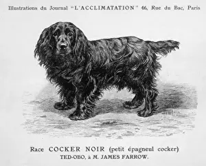 Cocker Spaniel Breeds Drucke: Mahler / Cocker Spaniel