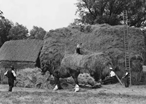 Historical Farming Practices UK Drucke: Making a Large Haystack