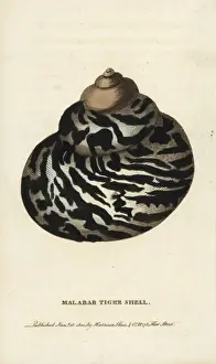 Kralle des Malabarkatzenhuhns