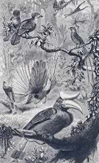 Eine malaysische Wälder mit ihren charakteristischen Vögeln