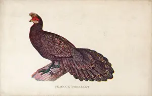 Historical Bird Species Drucke: Malayan Peacock-Pheasant
