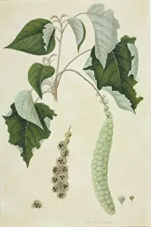 Botanical Drawings China Drucke: Mallotus sp