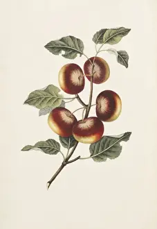 Apple Tree Illustration Drucke: Malus communis, apple tree