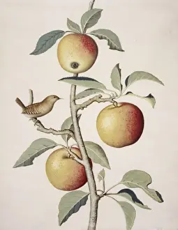 Rosaceae Plant Images Drucke: Malus sp. apple tree and wren