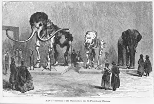 Placental Mammal Pictures Drucke: Mammoth