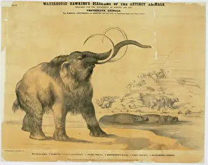 Riesenhirsch und Hyäne
