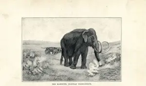 Prehistoric Mammals Drucke: Mammoth, Mammuthus primigenius