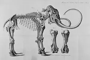 Drucke von Platte 10 aus den Memoires der Imperialen Akademie der Wissenschaften, Band V., Jg. 1815 Elefantidae Drucke: Riesen Skelettzeichnung