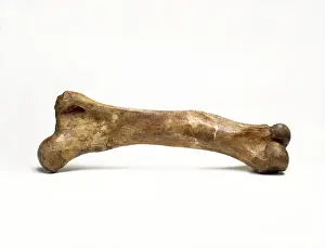 Primigenius Drucke: Riesenbeinruecken