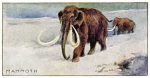Extinct Mammals Drucke: Mammothus Primigenius