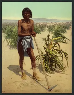Nineteenth Century History Photos Drucke: The man with the hoe