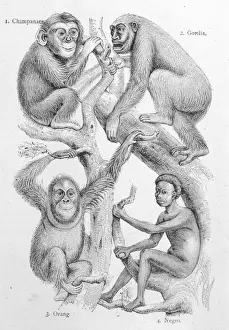 Human Evolutionary History Drucke: Man and other Primates