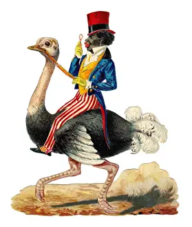 Drucke von Ein Mann sitzt auf einem Emu, das einen Viktorianischen Schrapptur ausstellt. Datum : um die Jahrhunderts 1890 Mode Im Viktorianischen Zeitalter Drucke: Ein Mann reitet auf einem Emu über einen victorianischen Schrotstapel