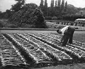 Growing Vegetables Drucke: Man in vegetable garden