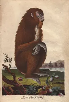 Ebenezer Sibly Prints Drucke: Mandrill, Mandrillus sphinx