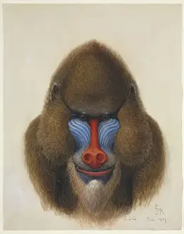 Drucke von Farbkreise und Körperfarben von John Keulemans, 1907 Datum: 1907 Mandrill Drucke: Mandril (Sphinx)