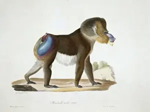 mandril Mandrillus sphynx