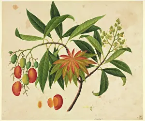 Museum Drucke: Mangifera indica, Mangoberry