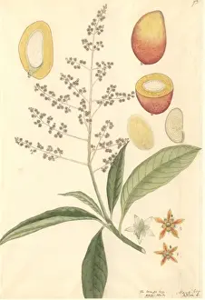 Dicotyledon Plant Illustrations Drucke: Mangifera sp. mango