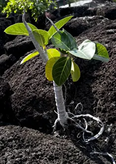 Basalt Rock Formations In Water Drucke: Mangrove tree sapling