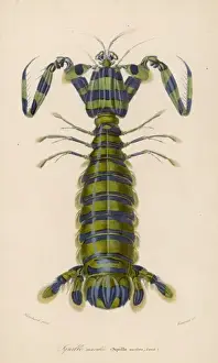 Ocean Creatures Drucke: Mantis Shrimp