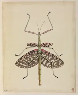 Drucke von Illumination aus der Sammlung von Thomas Hardwicke, 1819 Mantodea Drucke: Mantissen Wasserfarben