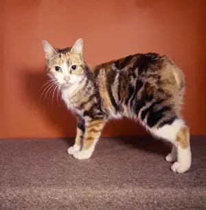 Funny Cat Pictures Drucke: Manx kitten