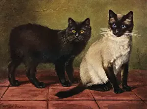Drucke von Ein schwarzer Mannschaftskat sitzt ruhig mit einer eleganten Siam-Kitty. Datum: 1903 Manx Drucke: Mannscheinkatze und Siamkatze
