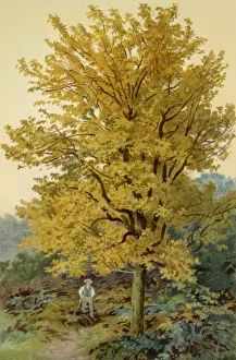 Autumnal Foliage Drucke: MAPLE TREE