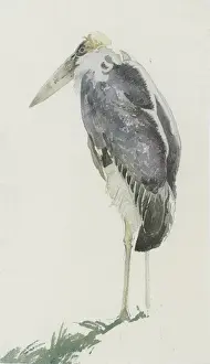 Weißwedelstorch
