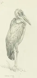 Raymond Sheppard Artwork Drucke: Marabou Stork