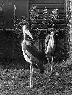 Marabou Storks