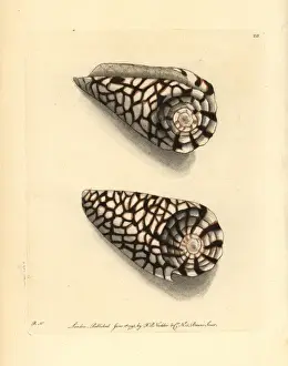 Zoology Historical Prints Drucke: Marble cone, Conus marmoreus