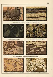 Natural History Museum Prints Drucke: Marble varieties