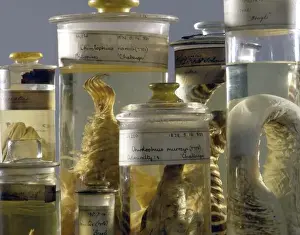 Natural History Museum Exhibits Drucke: Marine specimens