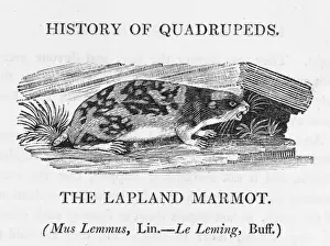 Bewick Prints Drucke: Marmot (Bewick) - 3